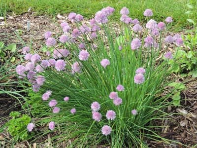Chives Allium Plant