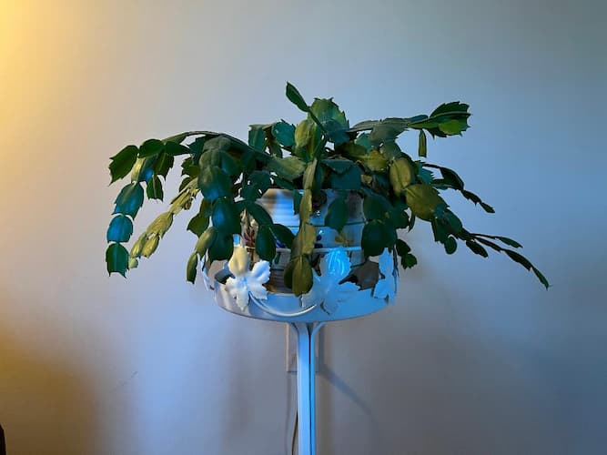 Christmas Cactus 2022-01