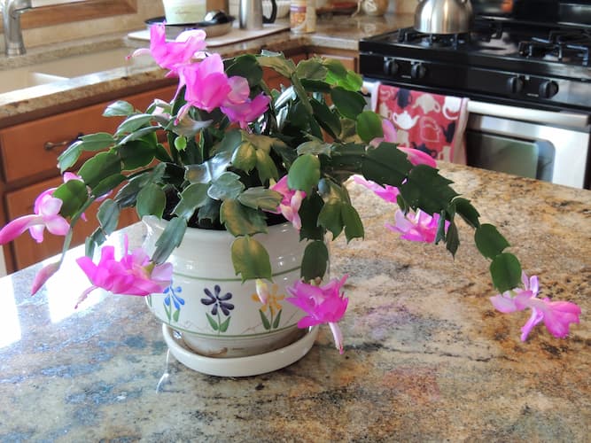 Christmas Cactus Houseplant