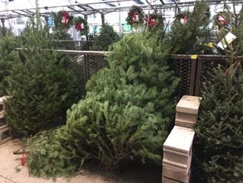 Christmas Tree Lot