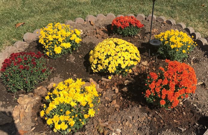 Chrysanthemum Plants