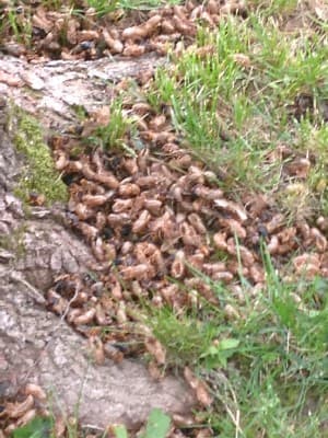 Cicada Brood Emergence