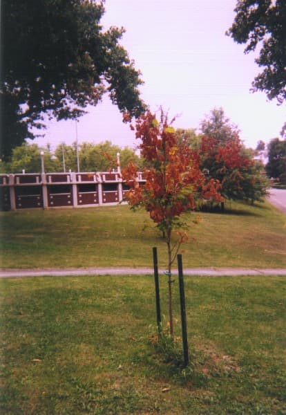 Cicada Tree Damage 02