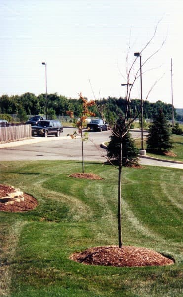 Cicada Tree Damage 03
