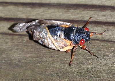 Cicada Molting 02