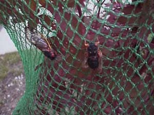 Pest Control Netting