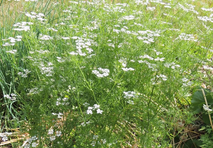 How to Grow Cilantro Herb Flowers