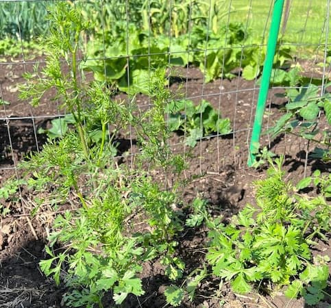 How to Grow Cilantro Plant, Coriander Seeds