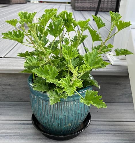 Citronella Flower Plant