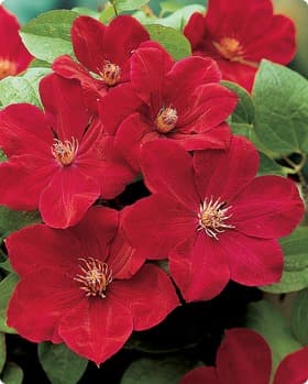 Clematis Flower, Seeds