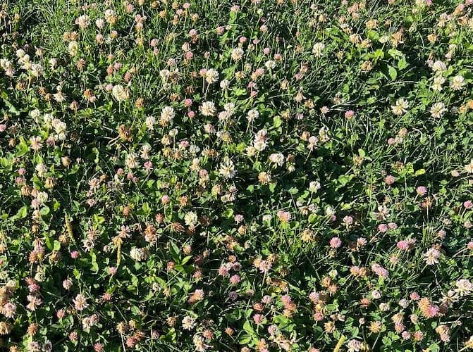 Clover Flowers