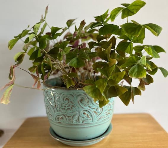 How to grow Clover Houseplant, home gardening tips
