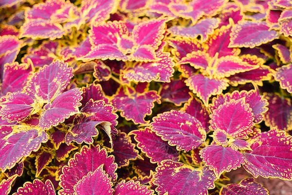 Growing Coleus Plant Houseplant, How to Grow Coeus houseplants