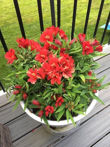 Colorita Flower Perennial, How to Grow Peruvian Lily