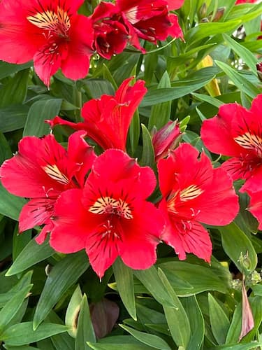 Colorita Flowers Plant, How to Grow Peruvian Lily, home gardening