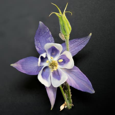 How to Grow Columbine Flower Plants