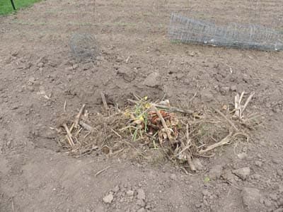 Compost Trench