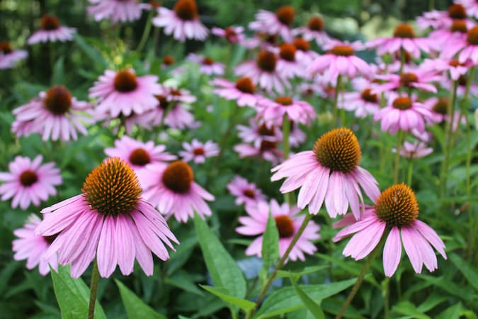 How to Grow Coneflower Plants, Coneflower plant
