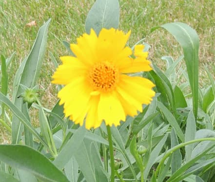 Coreopsis Perennial Flower