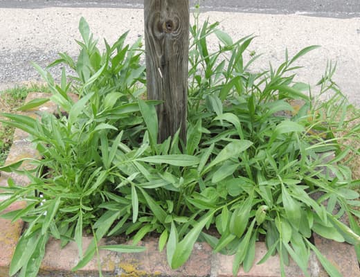 Coreopsis Plants
