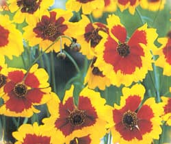Coreopsis Flowers
