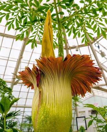 How to Grow Corpse Flower Plant