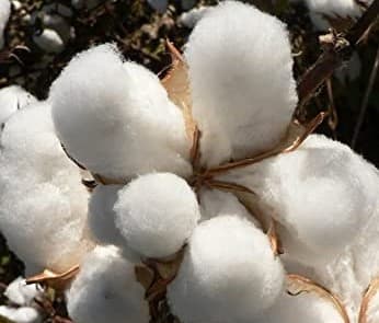Cotton Plant
