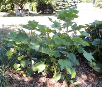 Cotton Plants
