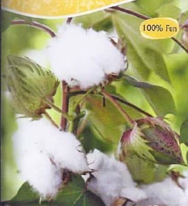 Cotton Plant