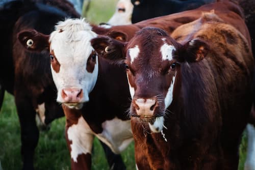 Cows, garden manure