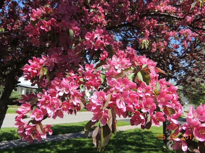Crab Apple Flowers