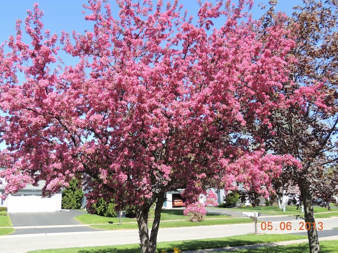 Crab Apple Tree