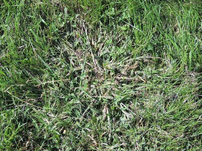 Crabgrass in Lawn