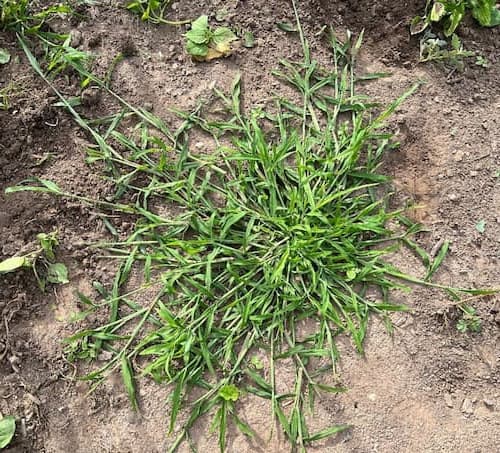 Crabgrass Plant