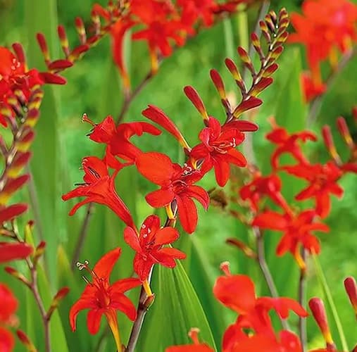 Crocosmia Flower Plant