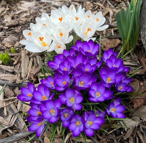 How to Grow Crocus Flowers