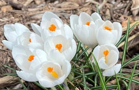 How to grow crocus flower plants. Saffron Crocus Bulbs Flower White