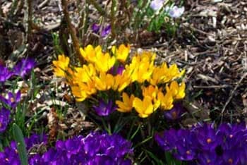 Crocus Flower 10