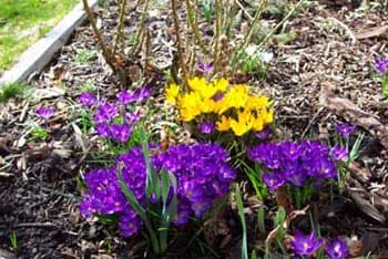 Crocus 11