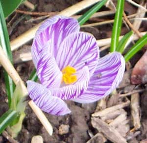 Crocus Flower 14