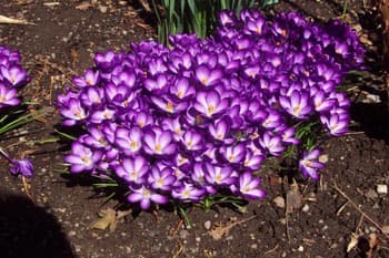 Crocus Flowers Purple. Free to use Crocus pictures.