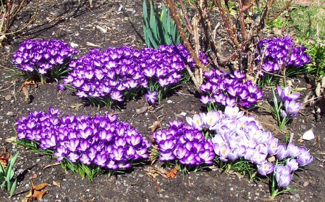 Crocus Bulbs 2010_02