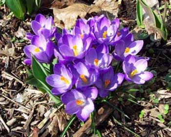 Crocuses Flower Purple