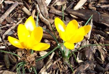 How to grow Crocuses Flower, Yellow