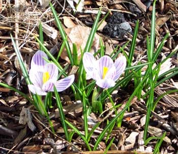 Crocus Flowers 8
