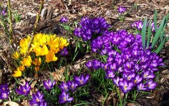 Crocus Flower 9