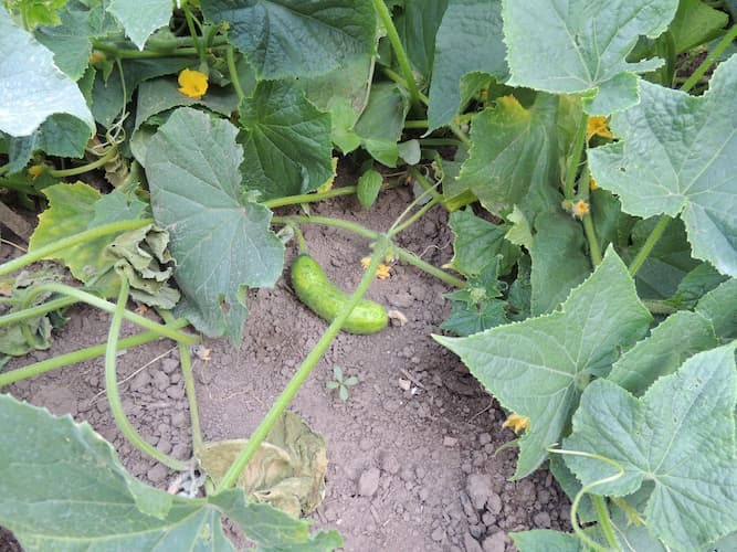Cucumber Plant 2022