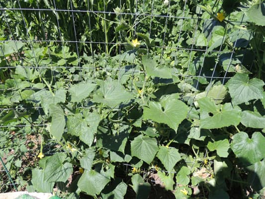 Cucumber Plants 2016-01