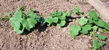 Cucumber Seedlings