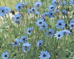 How to Grow Cupid's Dart Flowers